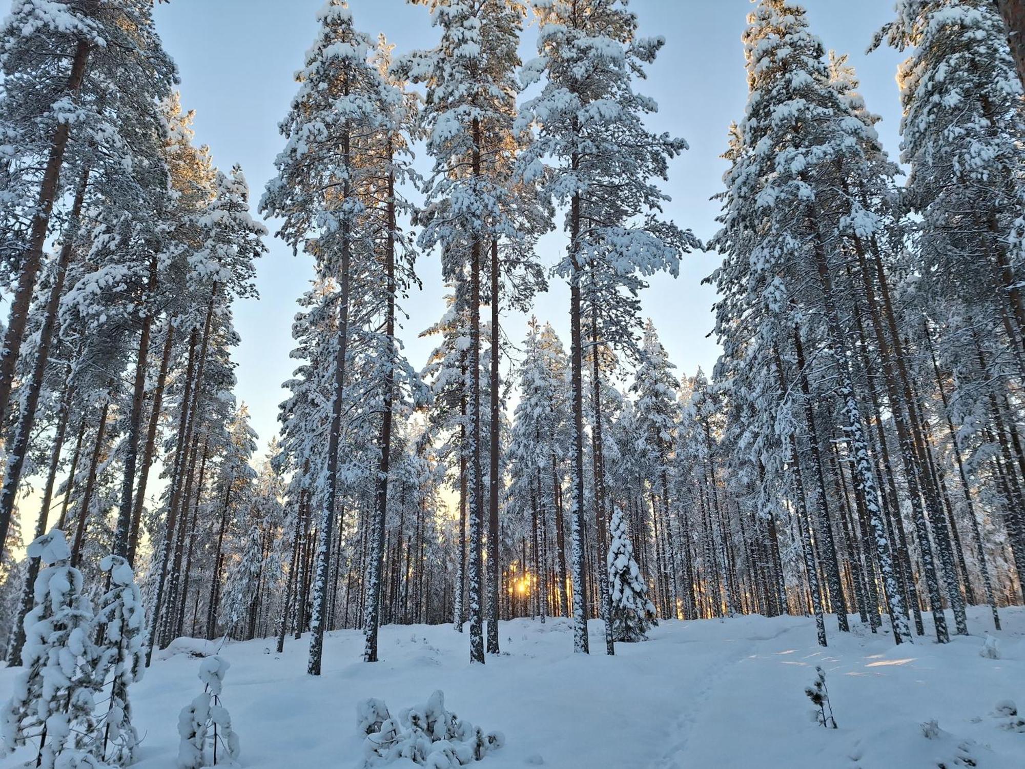 Villa Aleksi With Sauna Rovaniemi Buitenkant foto